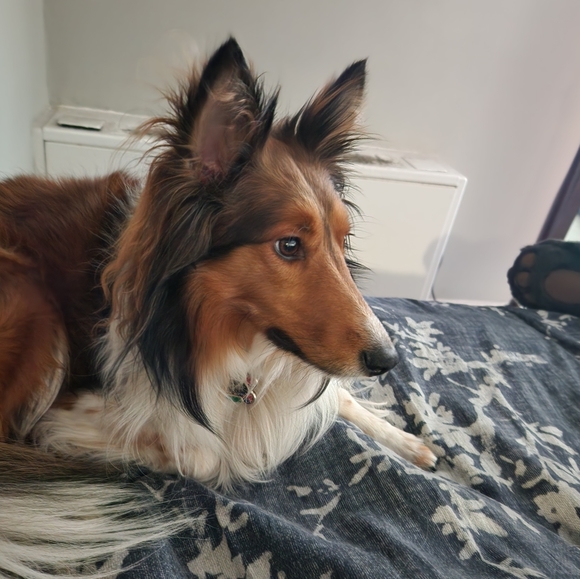 sheltiesavi
